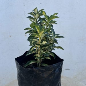 Fusain (Euonymus)