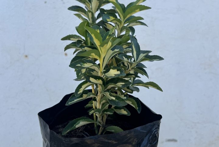Fusain (Euonymus)