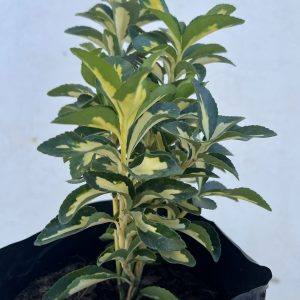 Fusain (Euonymus)