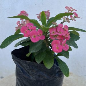 Euphorbia milii rose