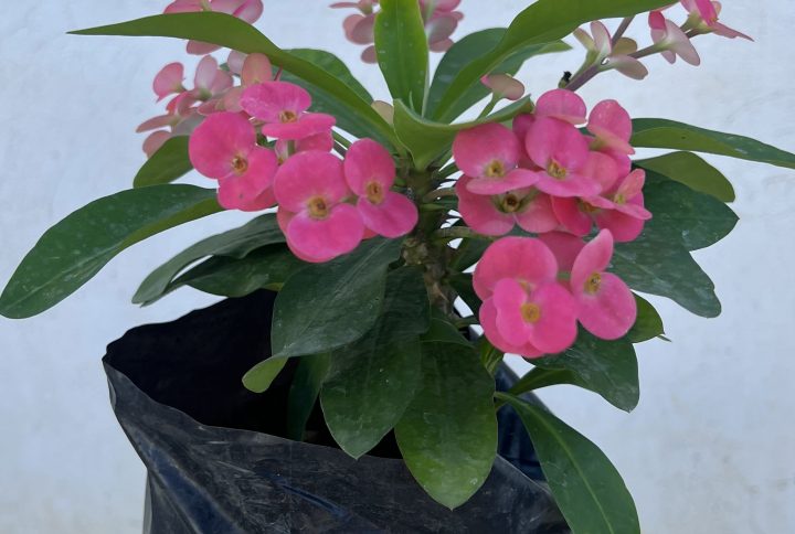 Euphorbia milii rose