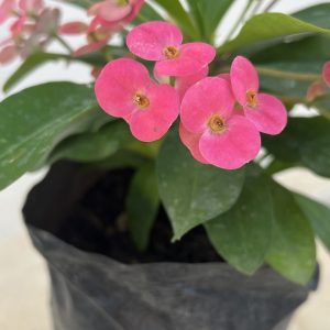 Euphorbia milii rose