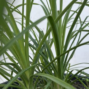 Beaucarnea