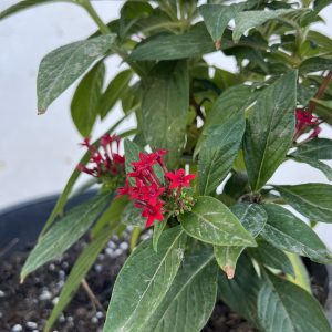 Pentas lanceolata