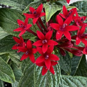 Pentas lanceolata