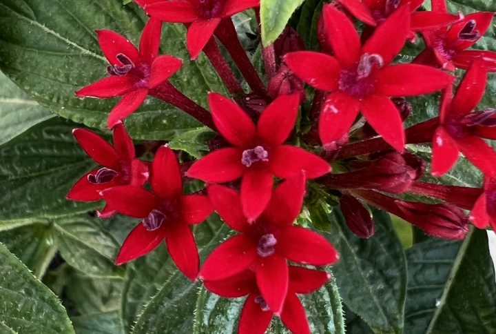 Pentas lanceolata