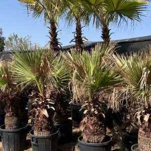 Washingtonia