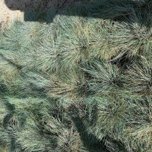 Festuca glauca