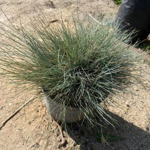 Festuca glauca