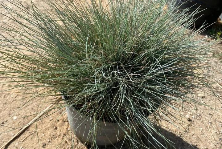 Festuca glauca
