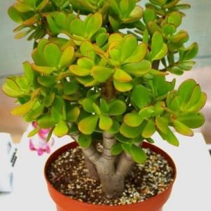 Crassula ovata