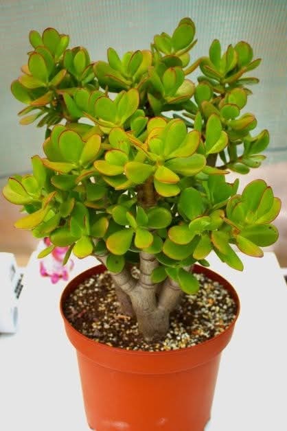 Crassula ovata