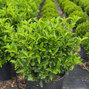 Viburnum odoratissimum