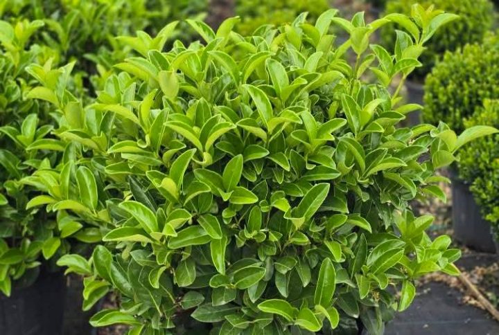 Viburnum odoratissimum
