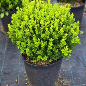 Buxus (Buis)