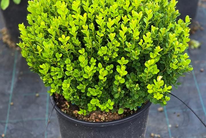 Buxus (Buis)