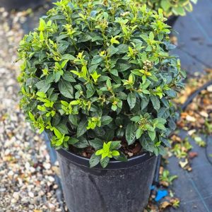Viburnum tinus