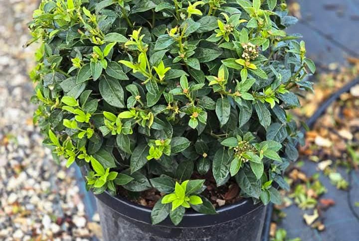 Viburnum tinus