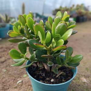 Crassula ovata
